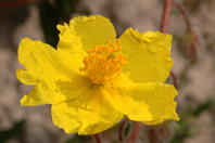 Helianthemum nummularium